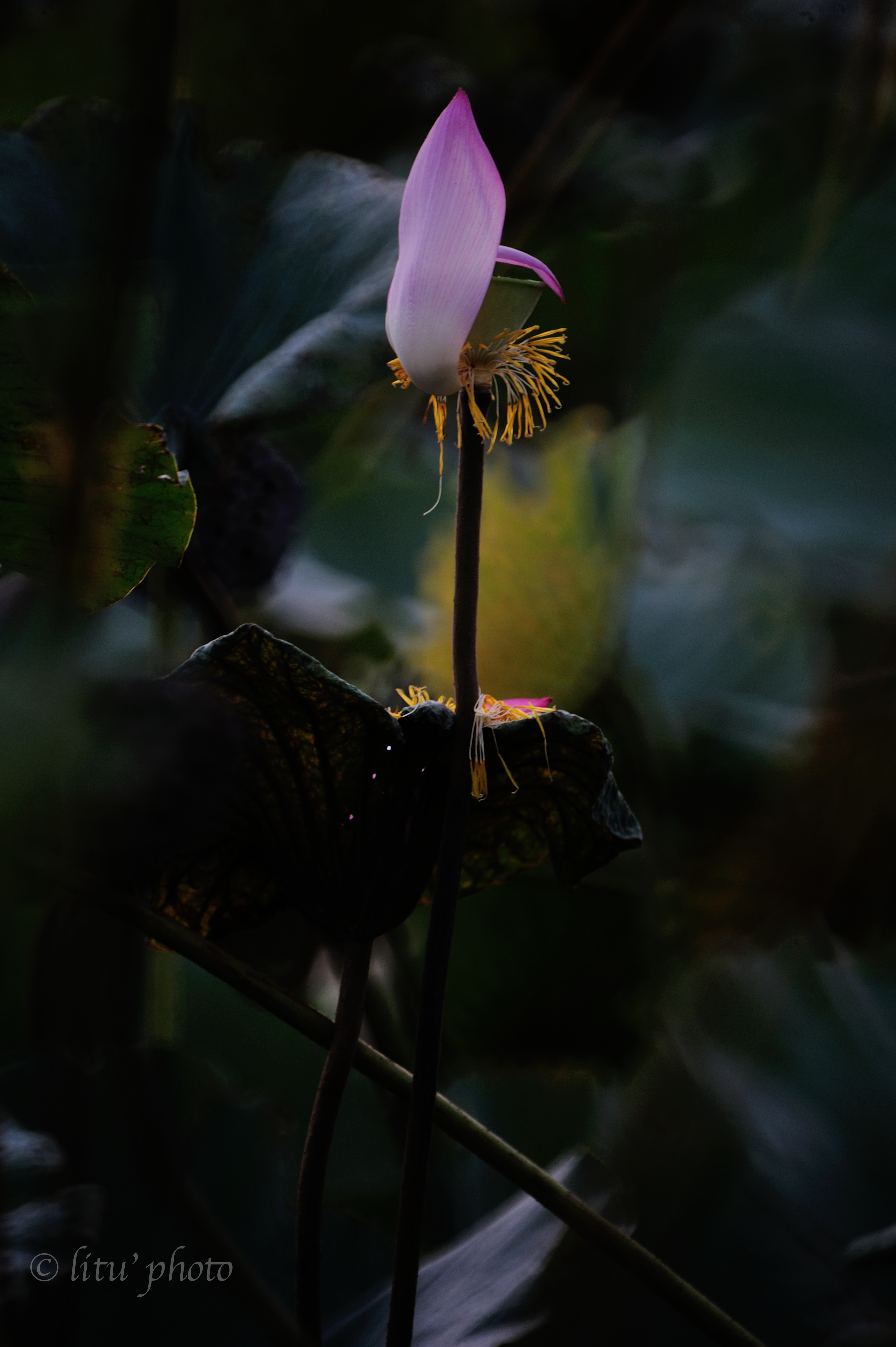 DSC_5714.jpg