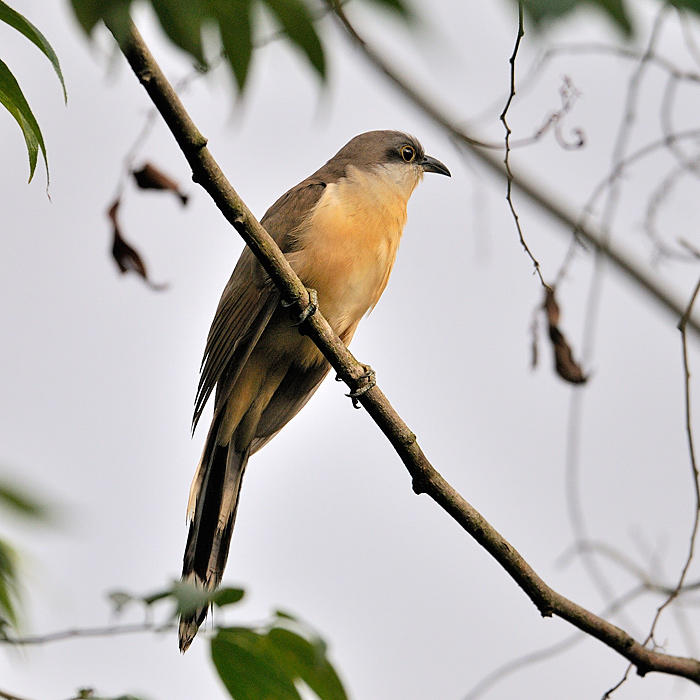 Dark-billed Cuckoo