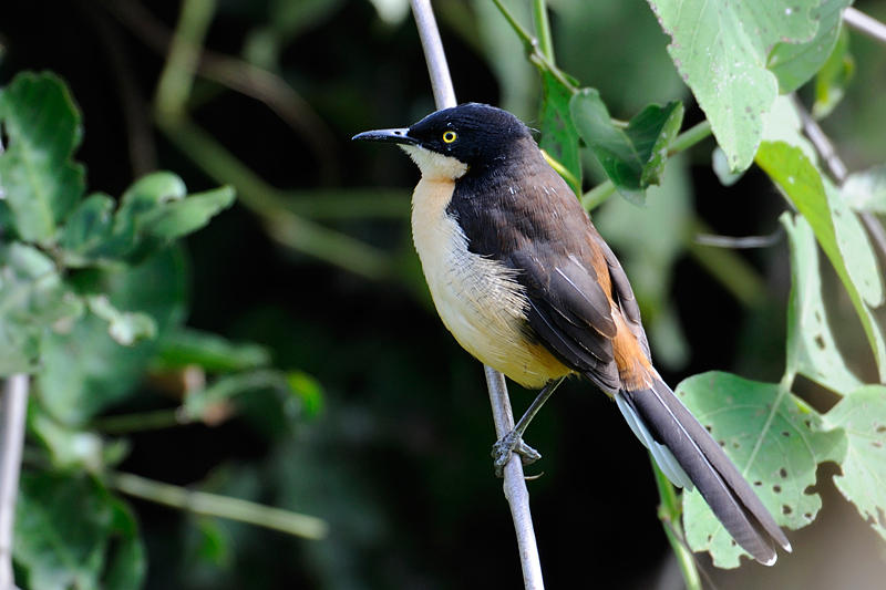 Black-capped Donacobius