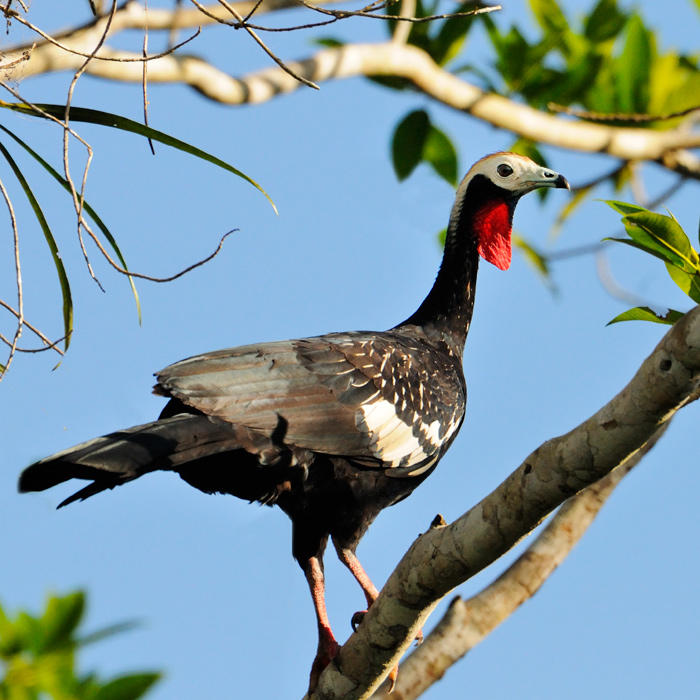 Red-throated Piping-guan