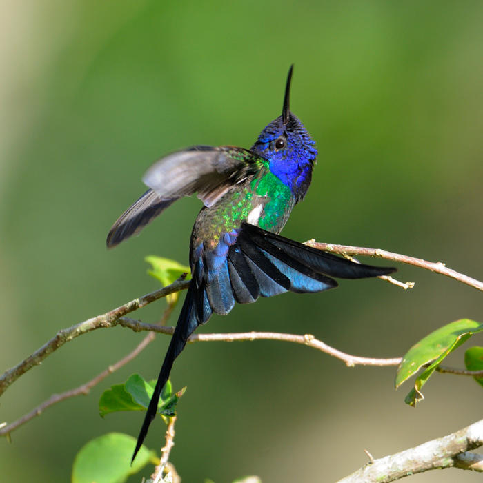 swallow-tailed Hummingbird