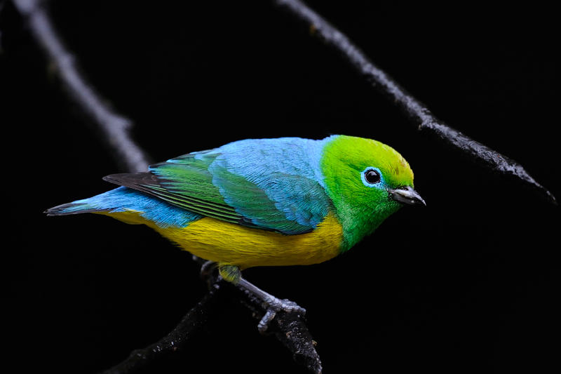 Blue-naped Chlorophonia