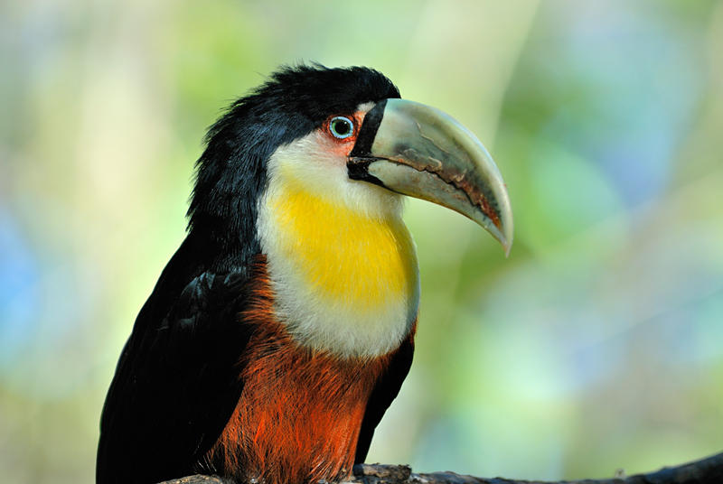 Red-brested Toucan1