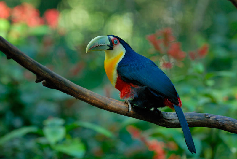 Red-Brested Toucan