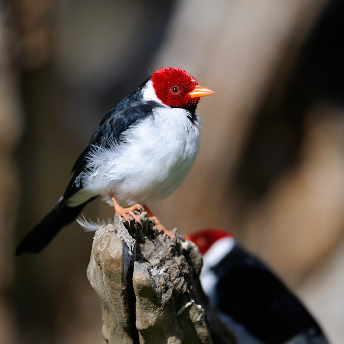 Yellow-billed Cardinal