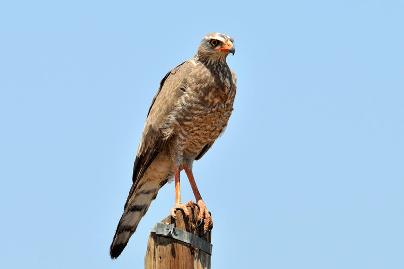 Gabar Goshawk juvenile