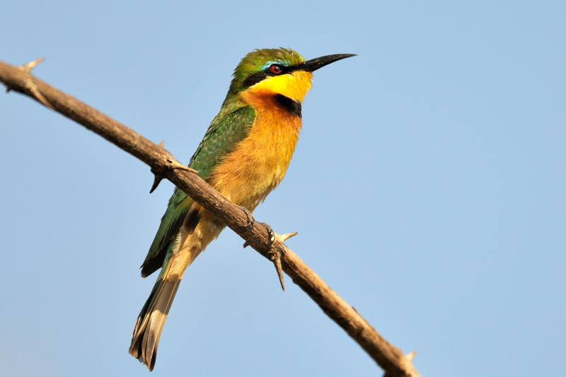 Little-Bee-eater