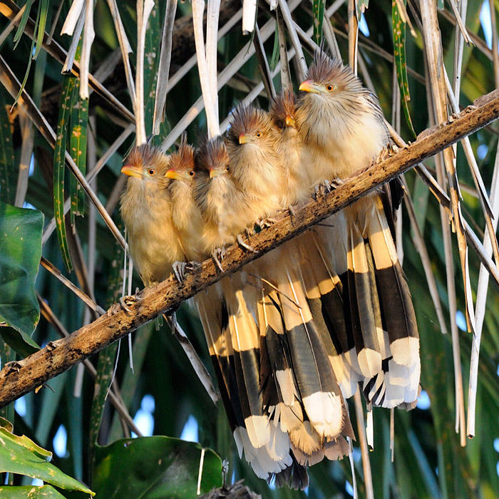 Guira Cuckoo