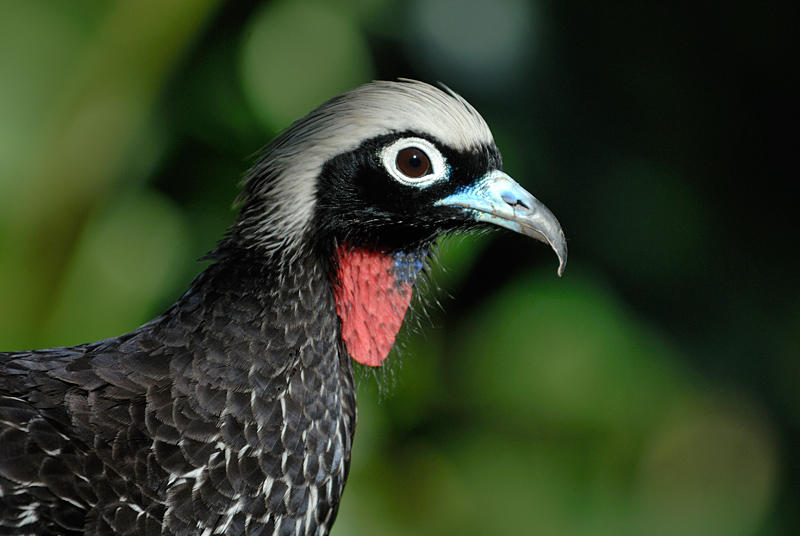 Black-fronted piping-guan