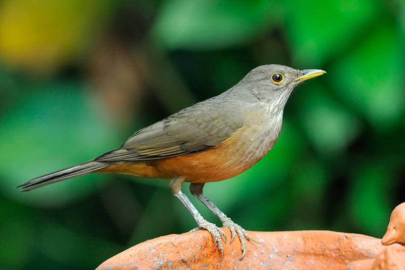 Rufous-bellied Thrush