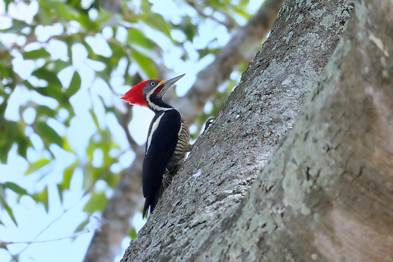 Lineated woodpecker1