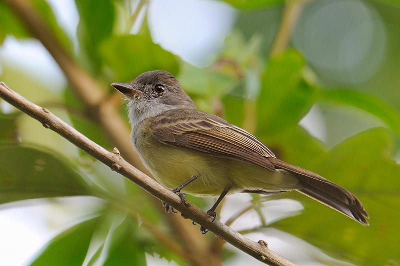 Swainsons Flycatcher