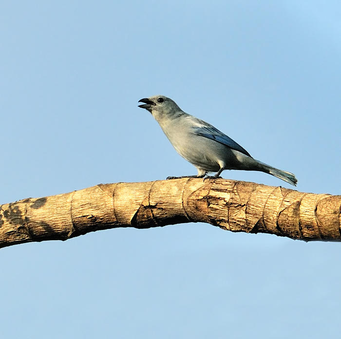 Blue-gray Tanager