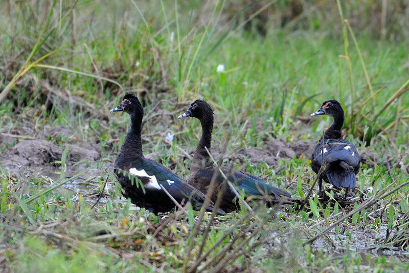 Muscovy Duck