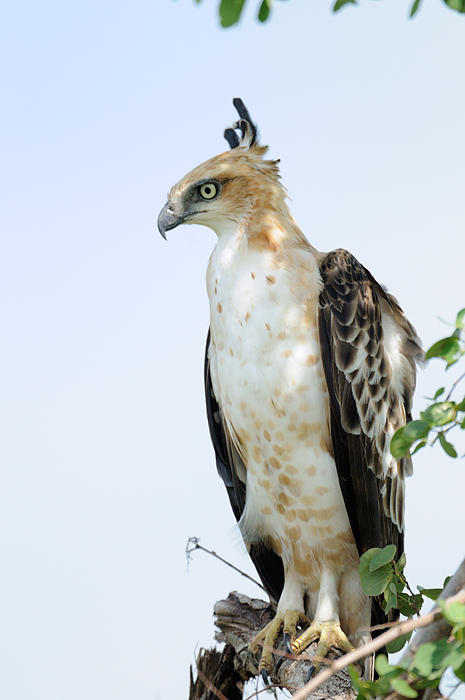 Changeable Hawk-eagle