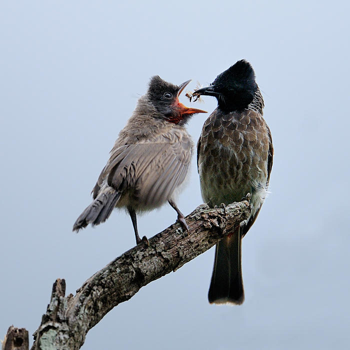 Red-vented Bulbul