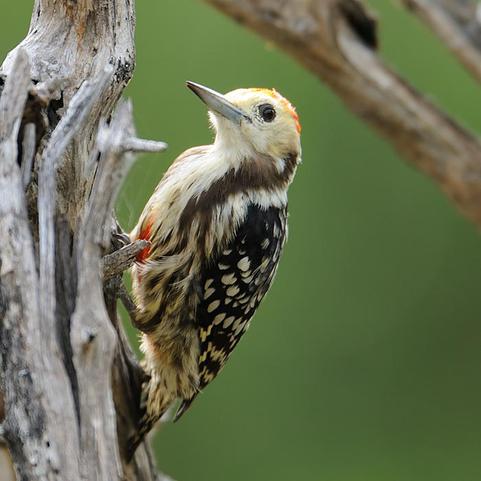 Yellow-crowned Woodpecker