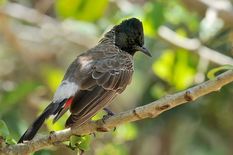 Red-vented Bulbul