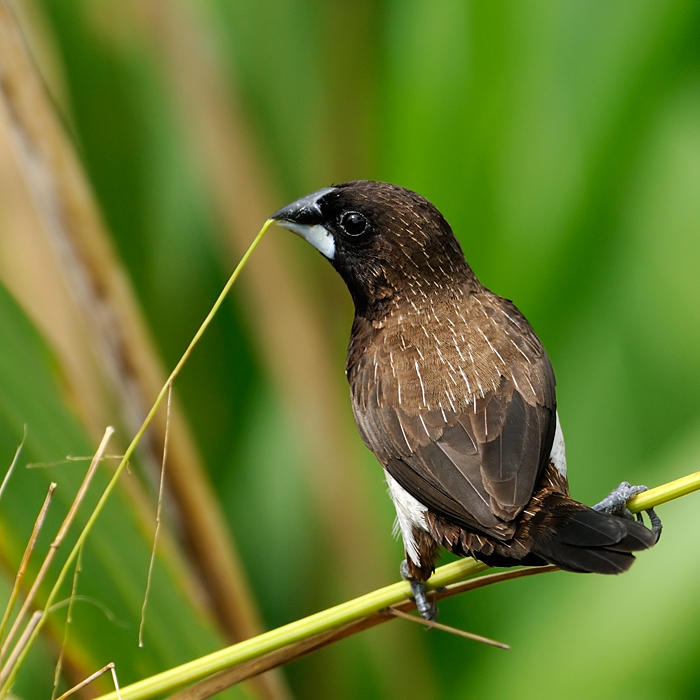 White-rumped Munia