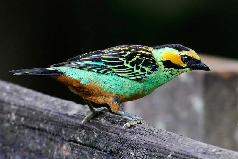 Golden-eared Tanager