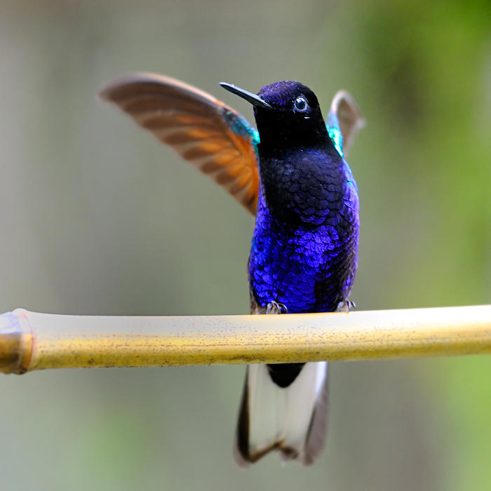 Velvet-purple Coronet