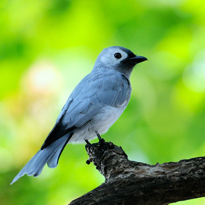 Ashy Drongo