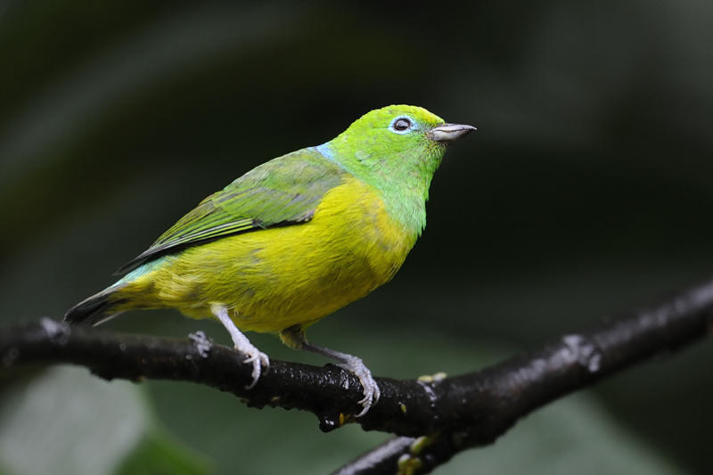 Blue-naped Chlorophonia