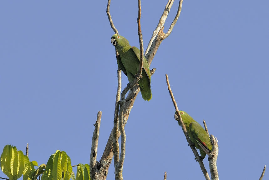 Mealy Parrot