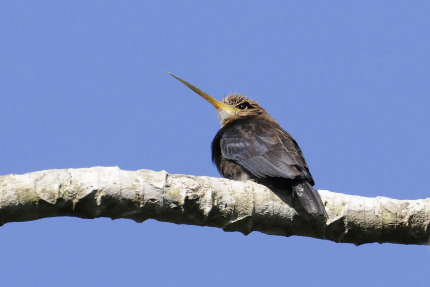 Brown Jacamar