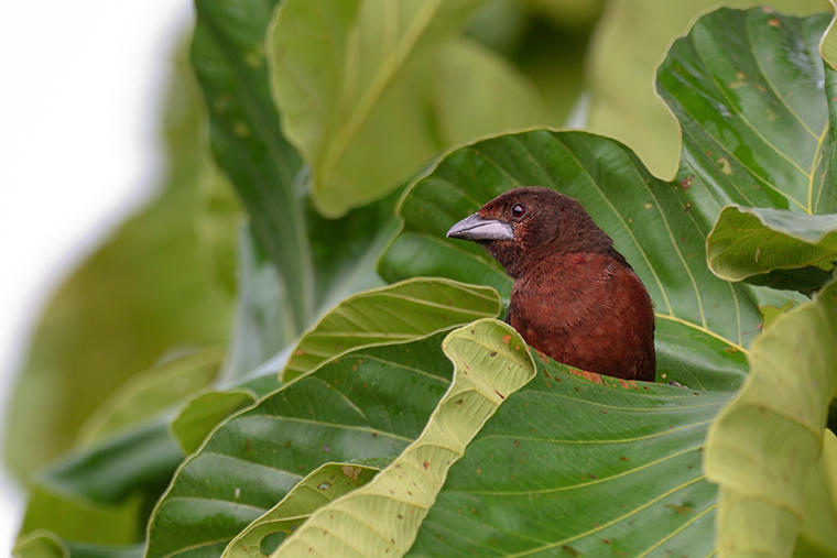Silver-beaked Tanager - female