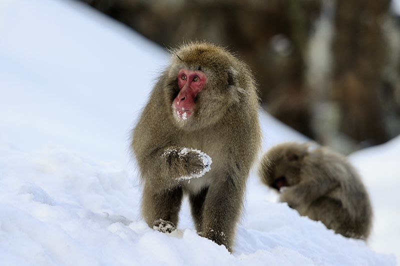 Japanese Macaque
