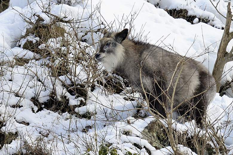 Japanese Serow (forrest goat-antelope)