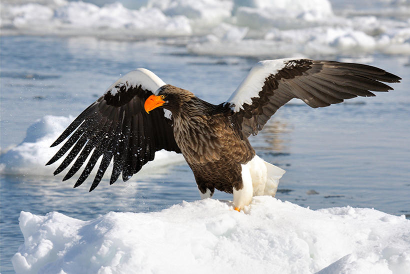 Stellers Sea Eagle