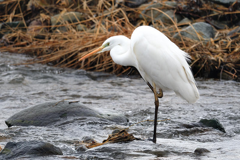 Great White Egret