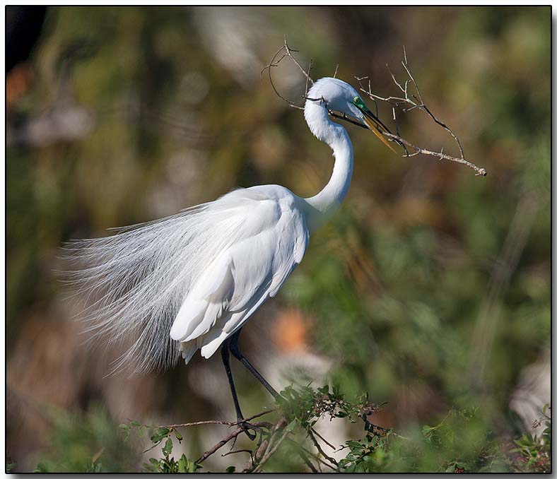 Great Egret - nest building