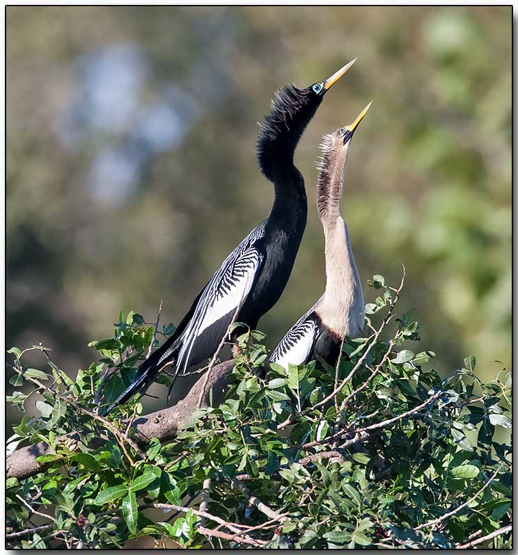 Anhinga - male (left) & female