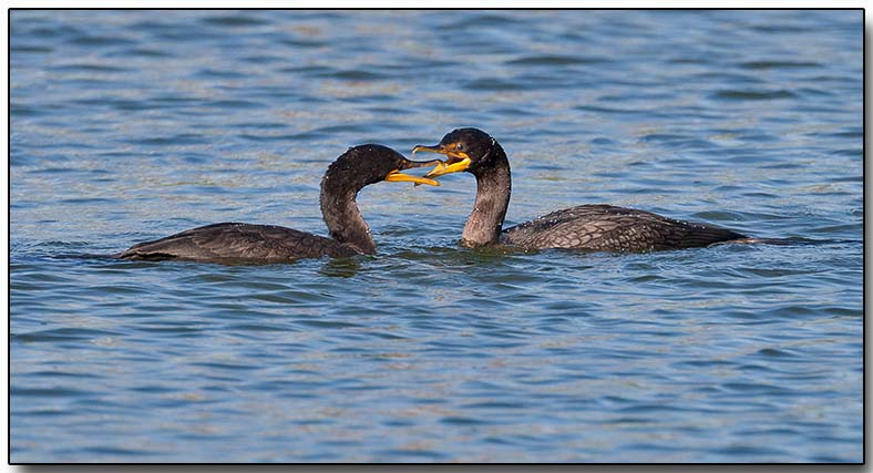 Double-crested Cormorant