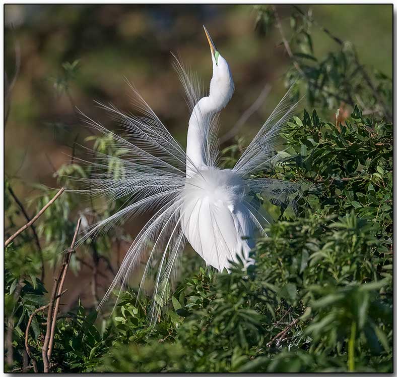 Great Egret
