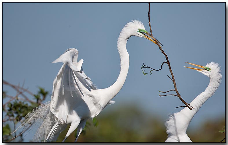 Great Egret - nest building