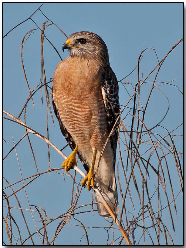 Red-shouldered Hawk