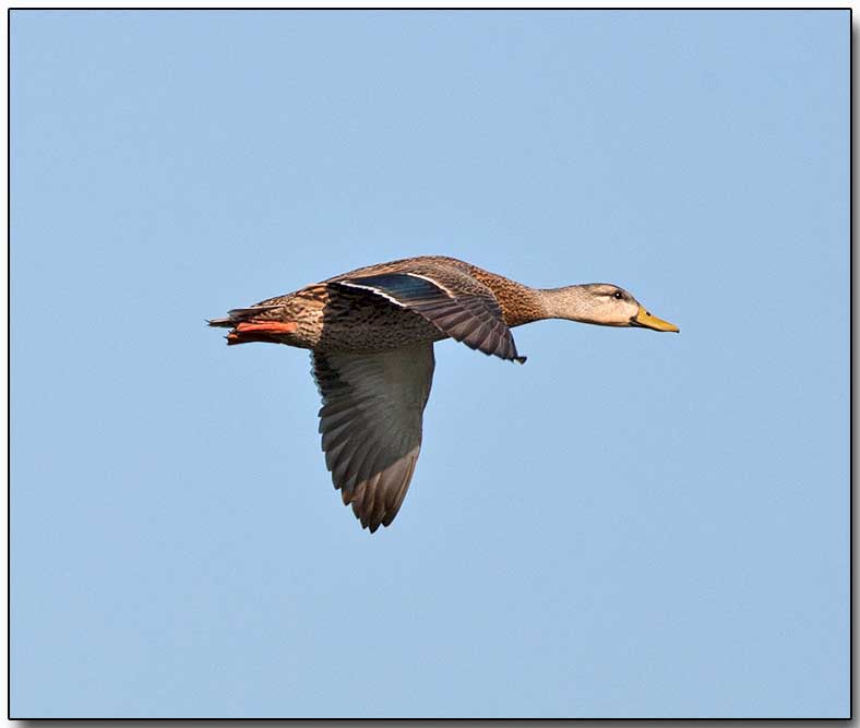 Blue-winged Teal - Female or eclipse male