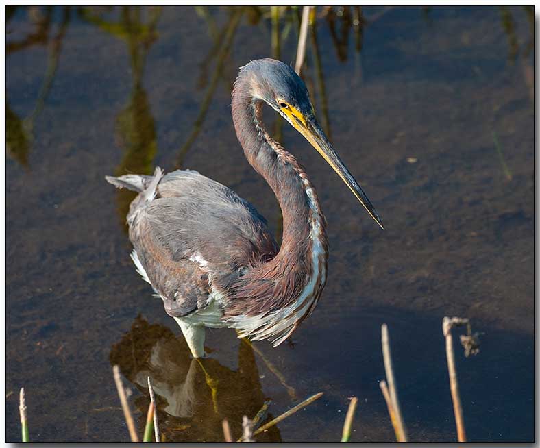 Tricolored Heron