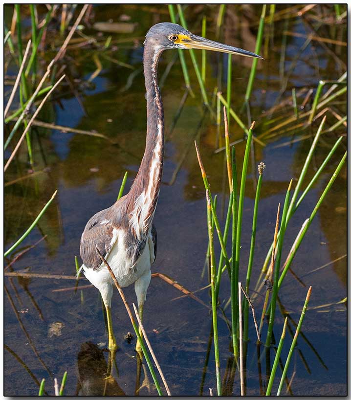 Tricolored Heron