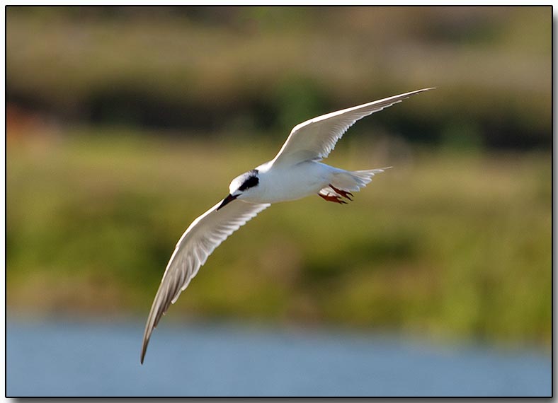 Fosters Tern