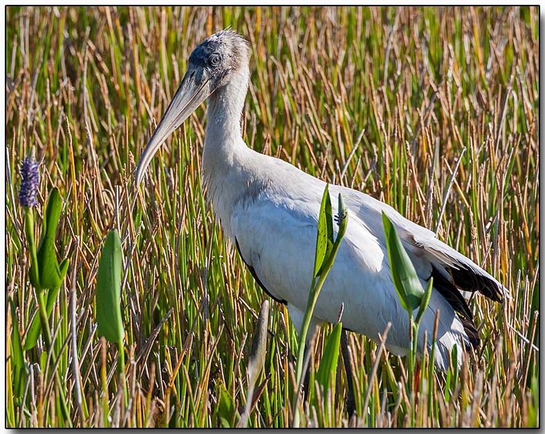 Wood Stork