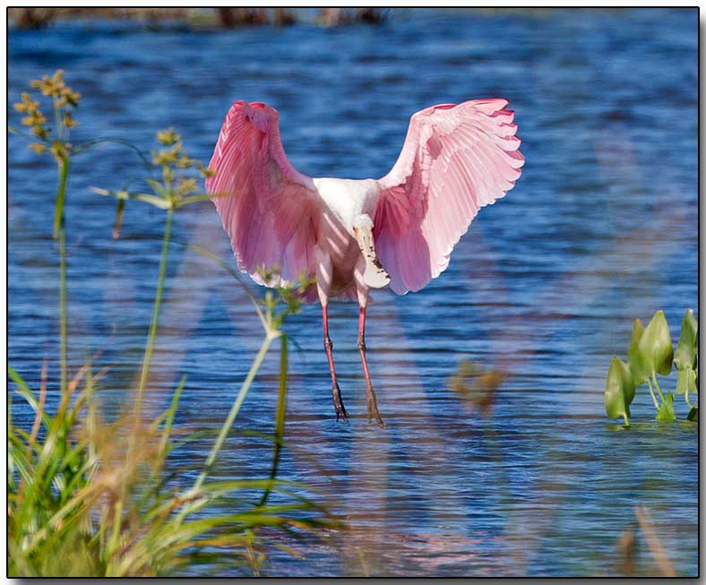 Roseate Spoonbill