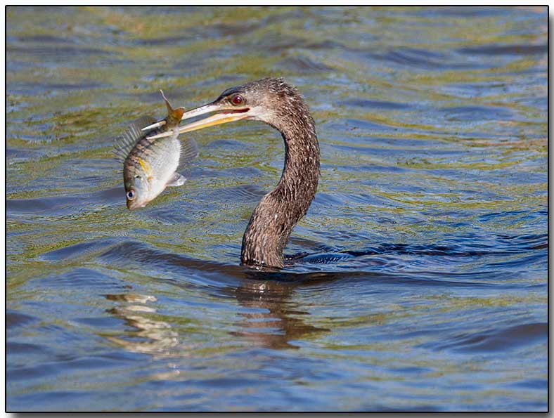 Anhinga - with a fish