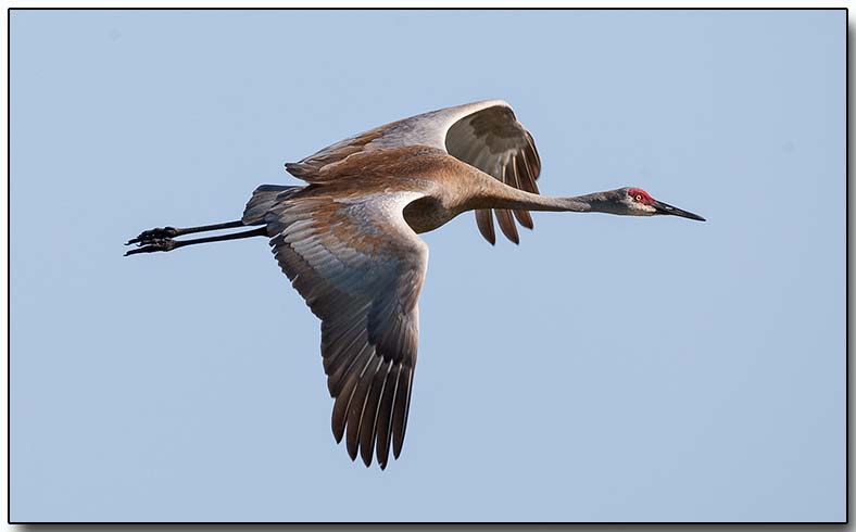 Sandhill Crane