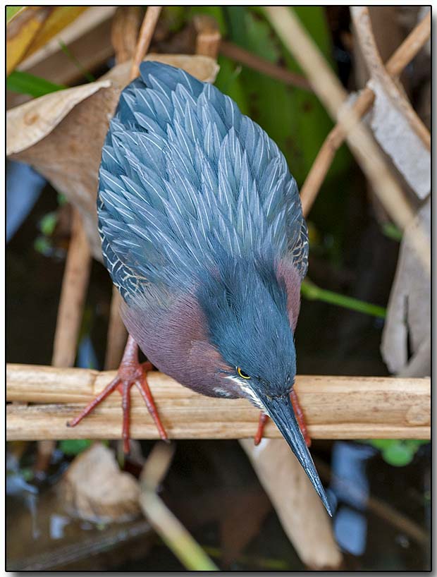 Green Heron