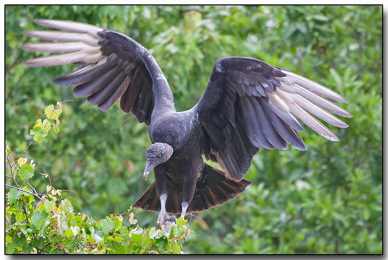 Black Vulture